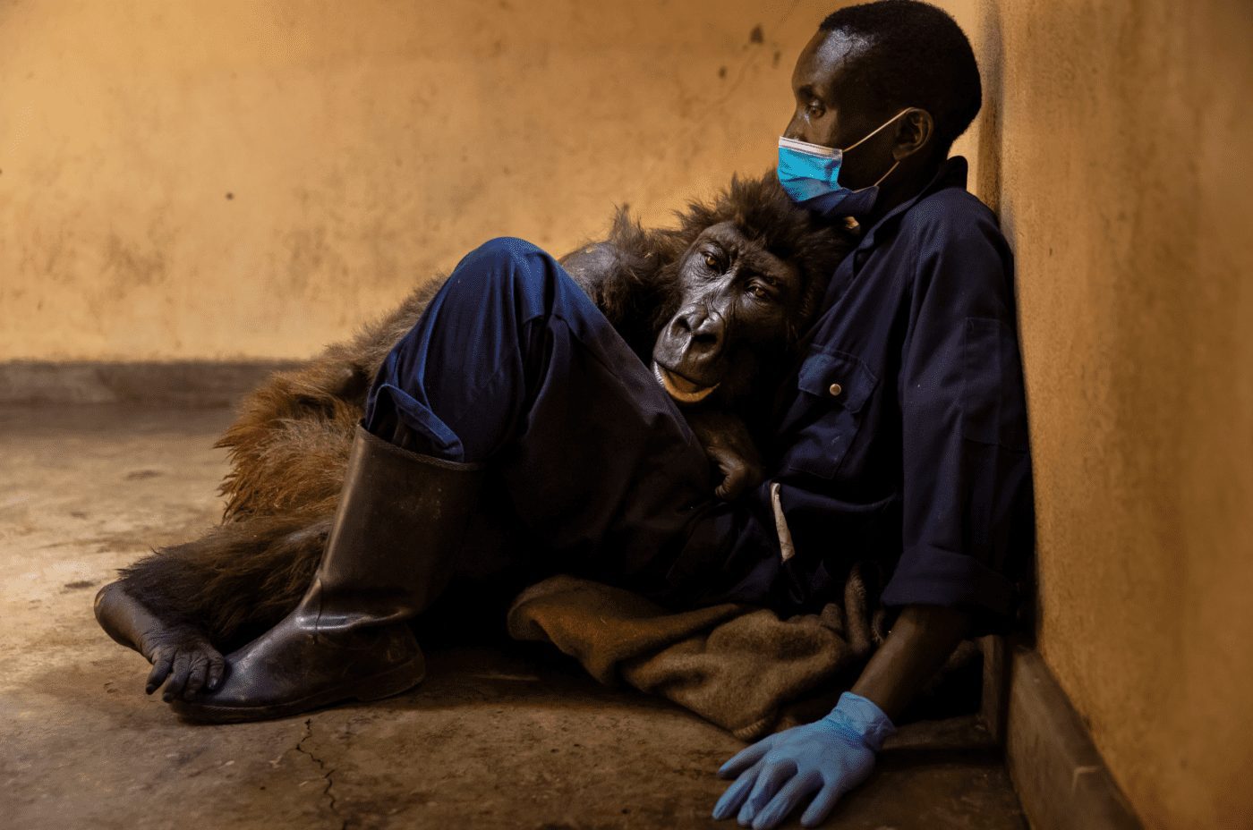 André Bauma and Ndakasi the day the orphaned gorilla passed way
