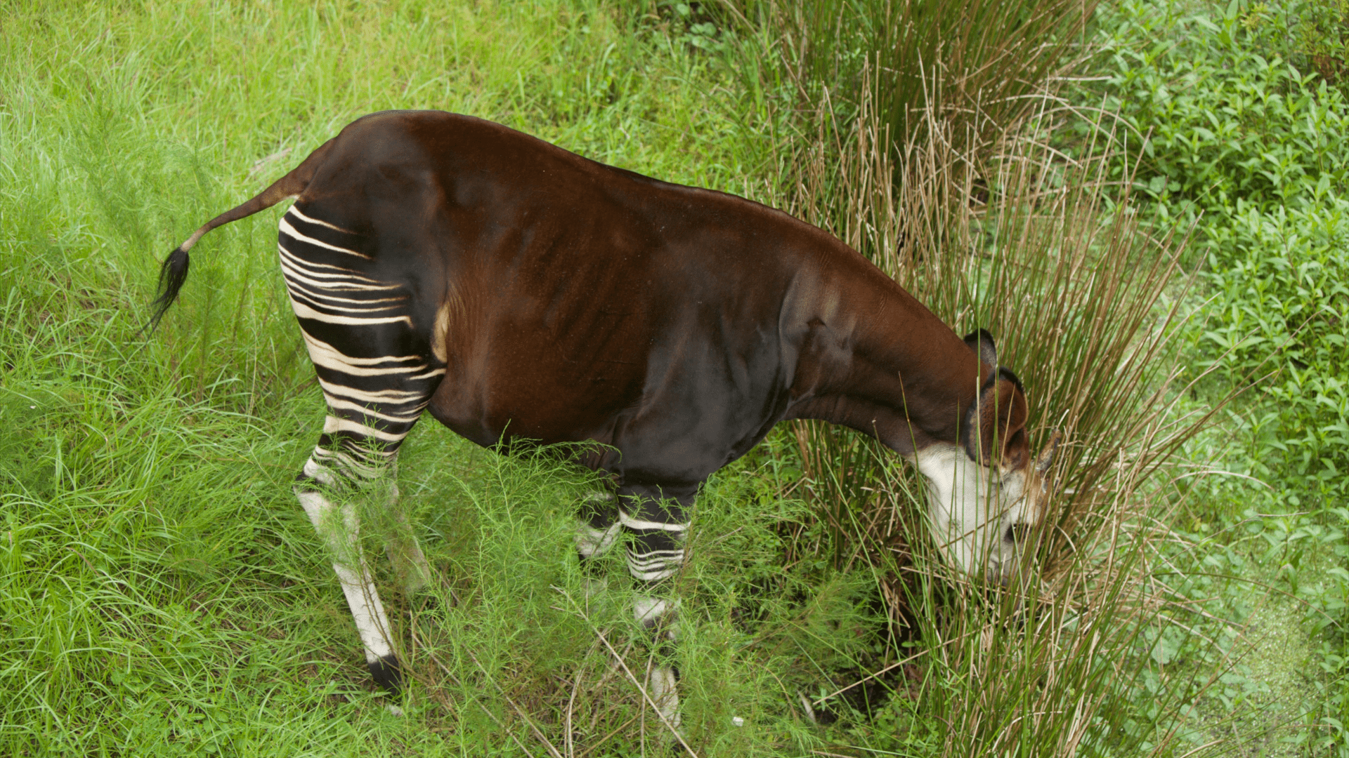 An endangered okapi drinks from a marsh in the rainforest