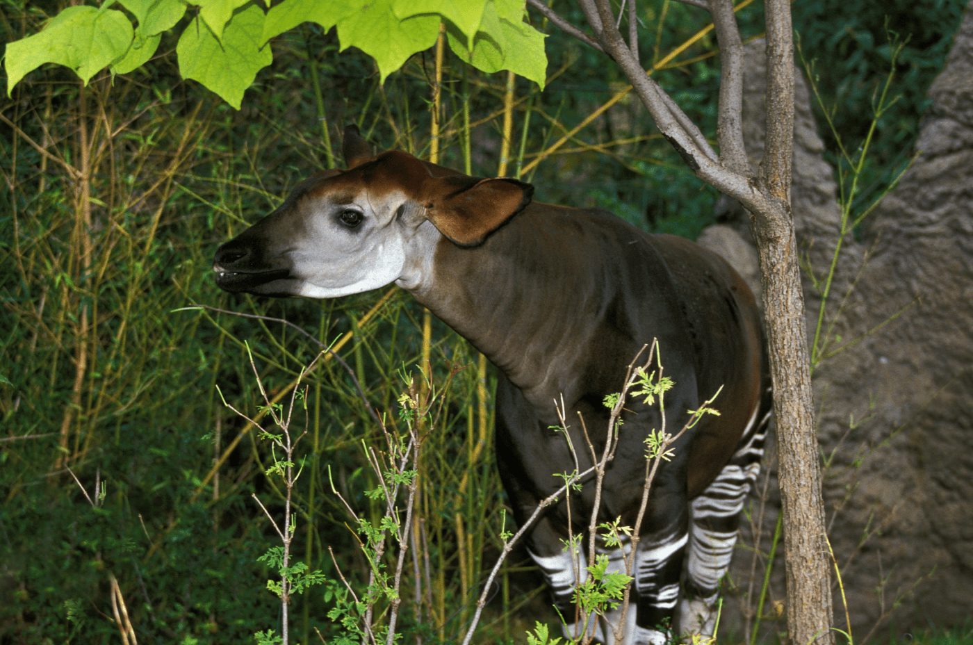 An endagered Okapi in the rainforest