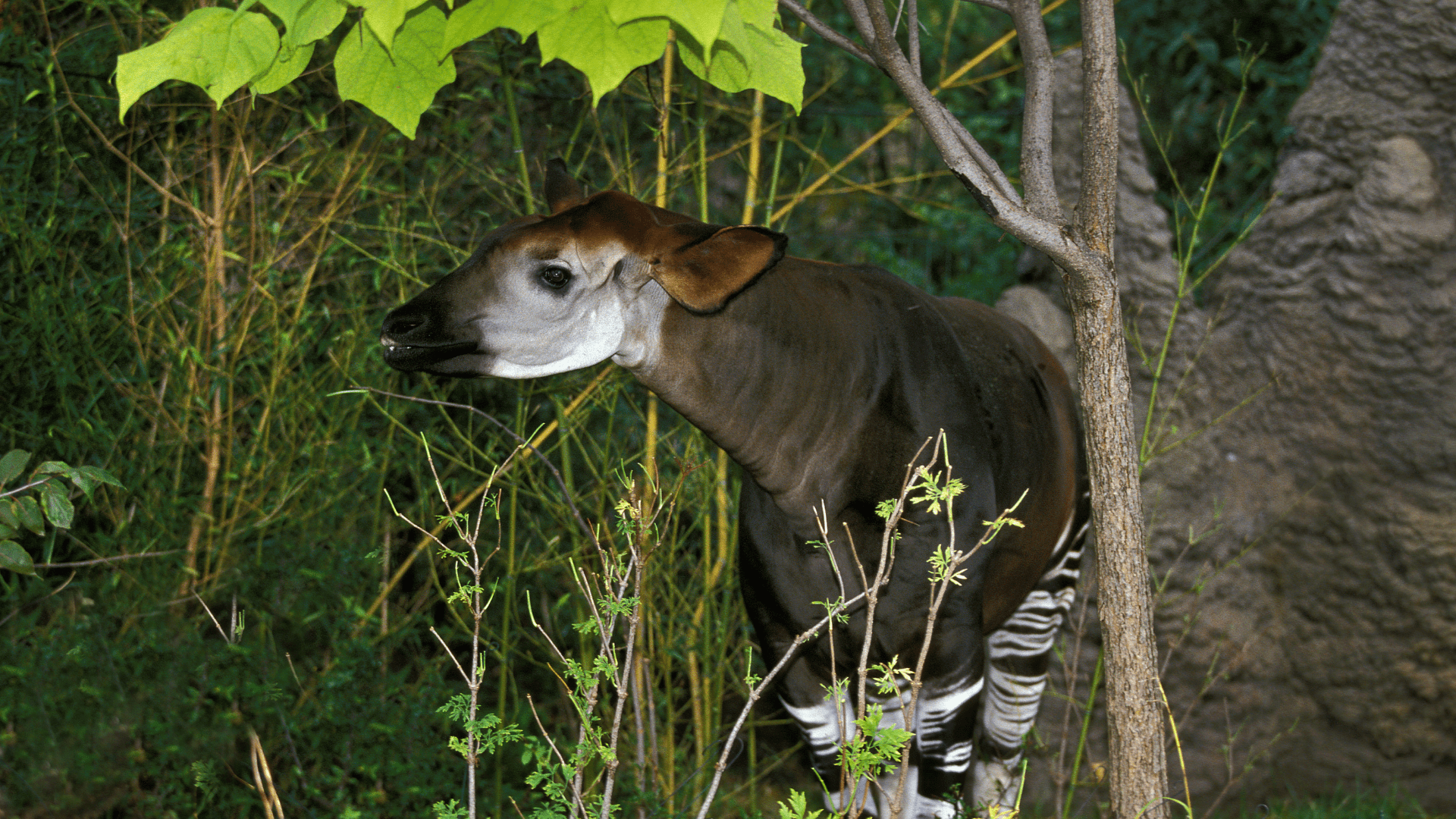 A close up of an endangered Okapi