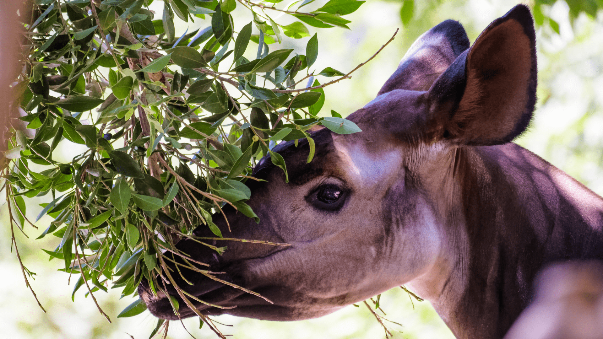 A close up of an endangered Okapi's face grazing on leaves