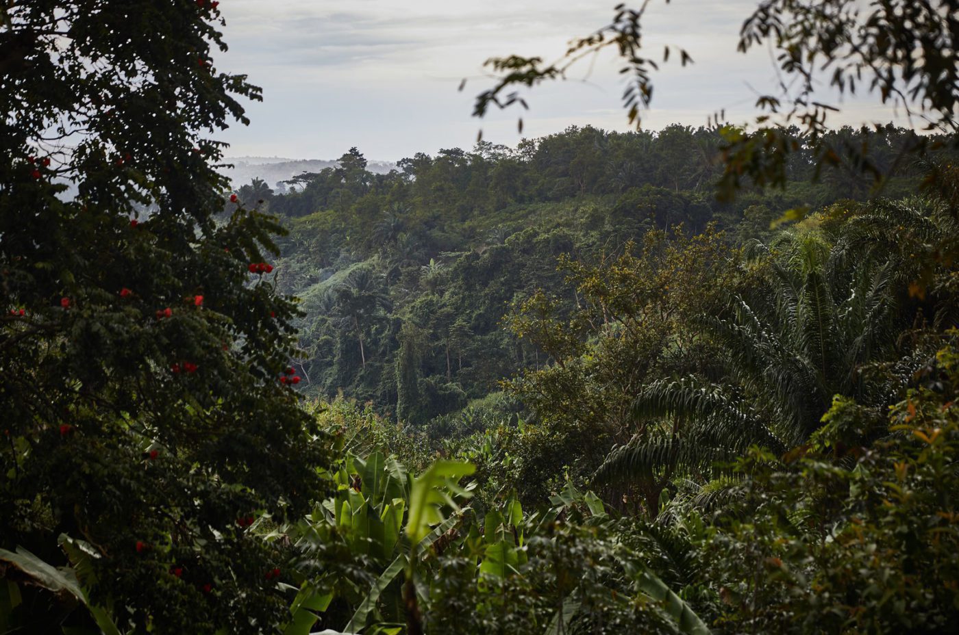 An image of the rainforest at Virunga National Park