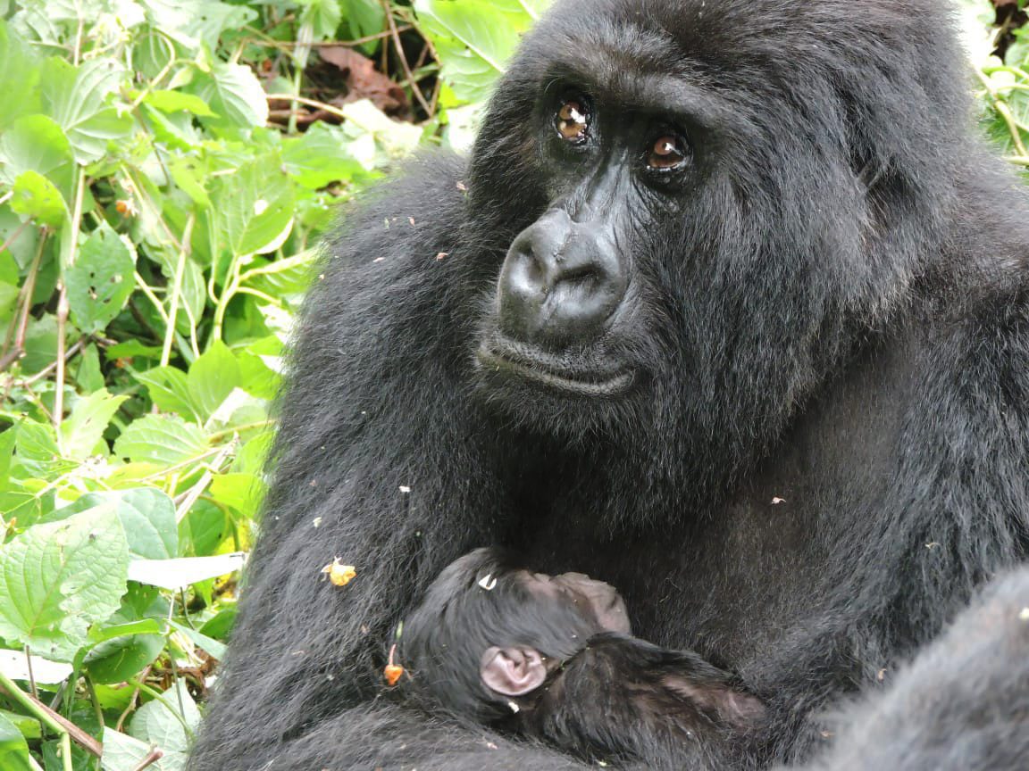 Mother mountain gorilla with newborn baby from the Wilungula Family