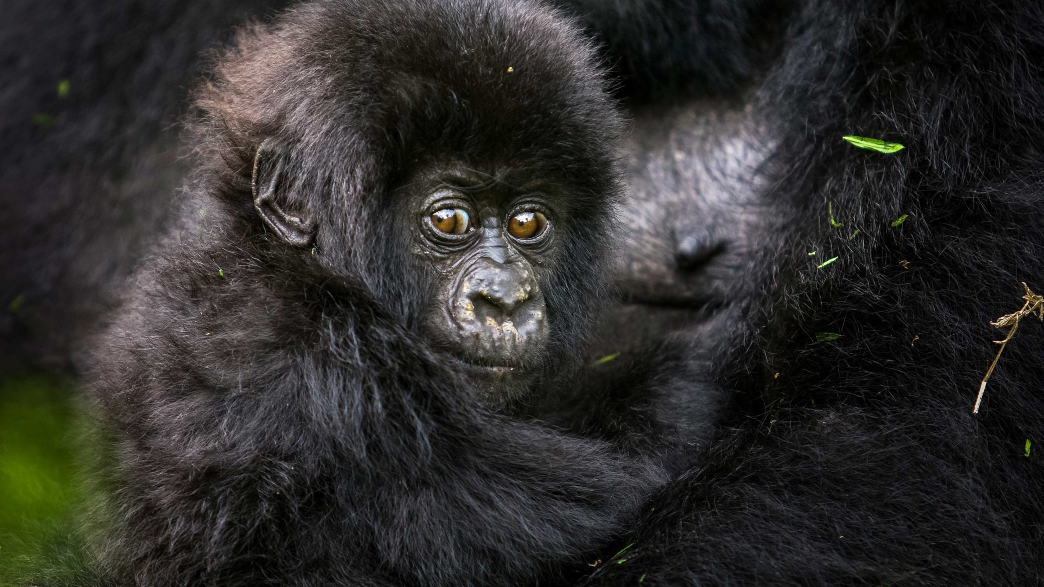Close up of a baby mountain gorilla in the rainforest