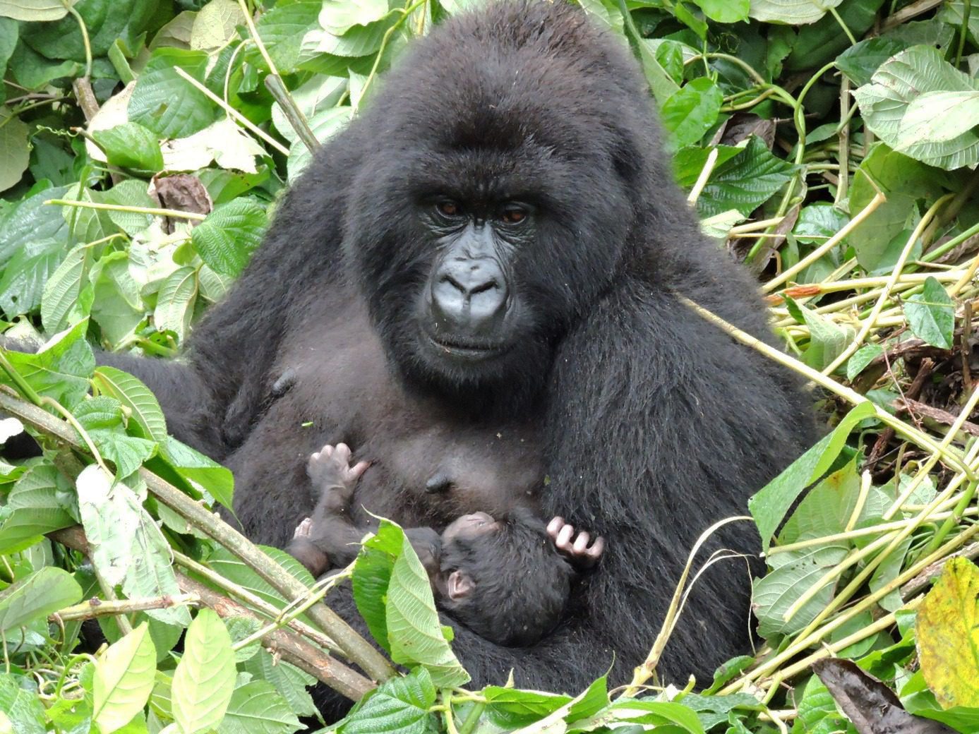 Mother mountain gorilla with newborn baby from the Bageni Family