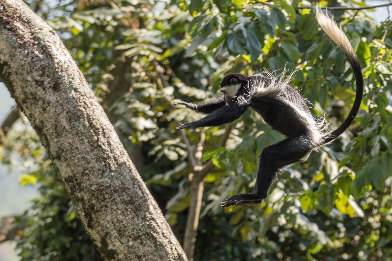An image of colobus monkey jumping from tree to tree
