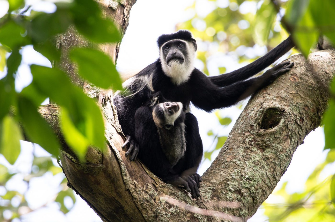 An image of colobus monkeys in a tree