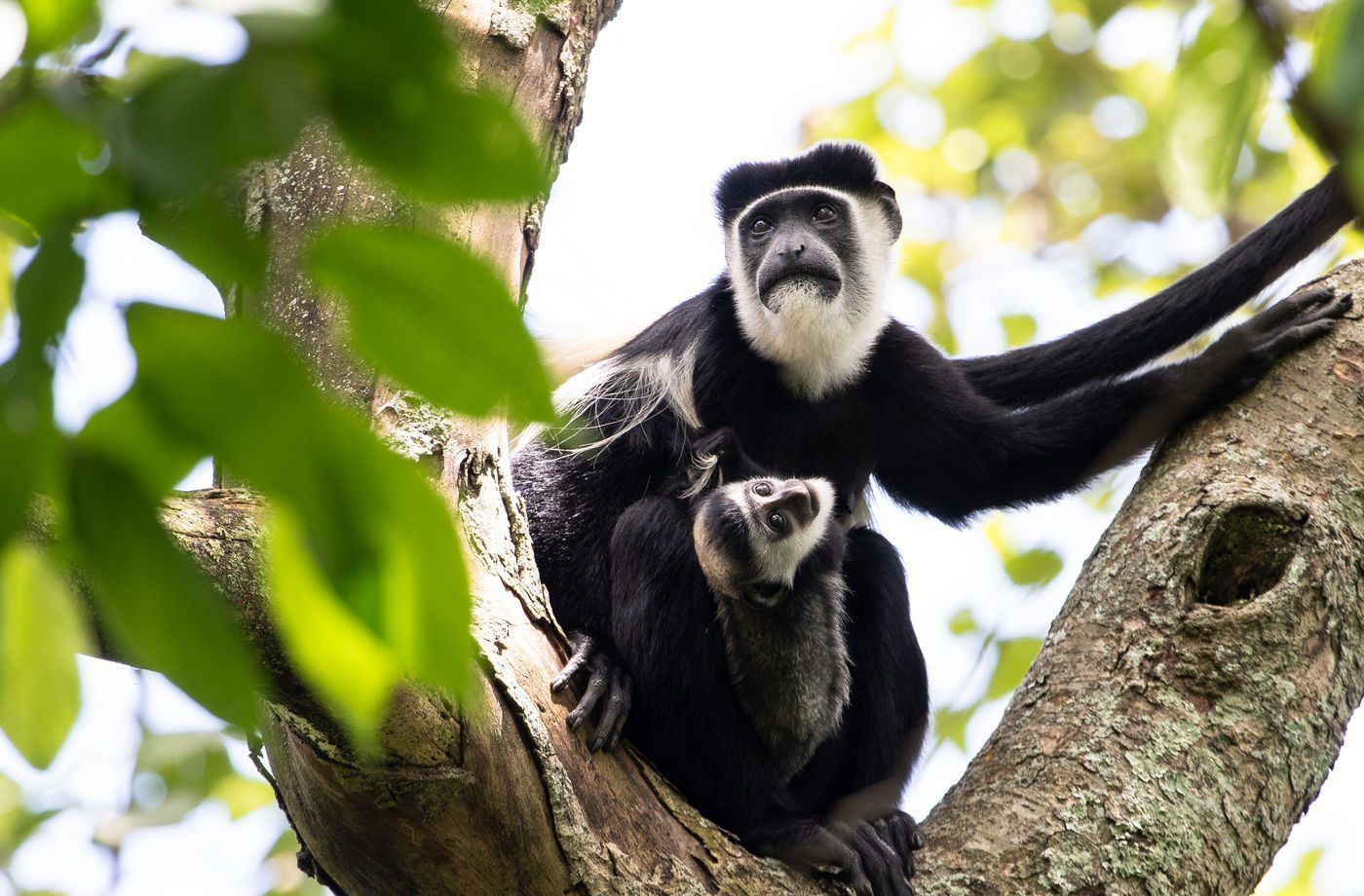 An image of colobus monkeys in a tree