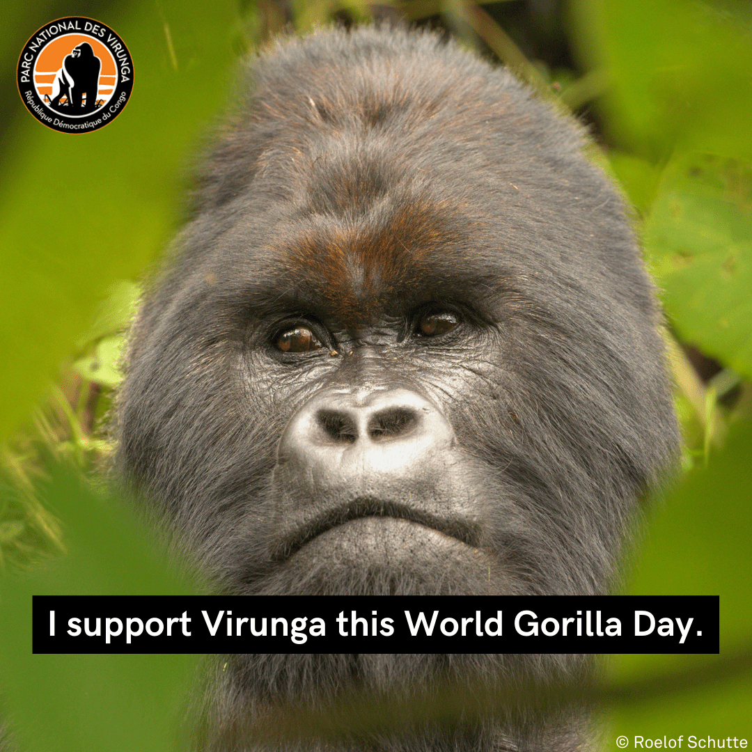 World Gorilla Day Virunga National Park