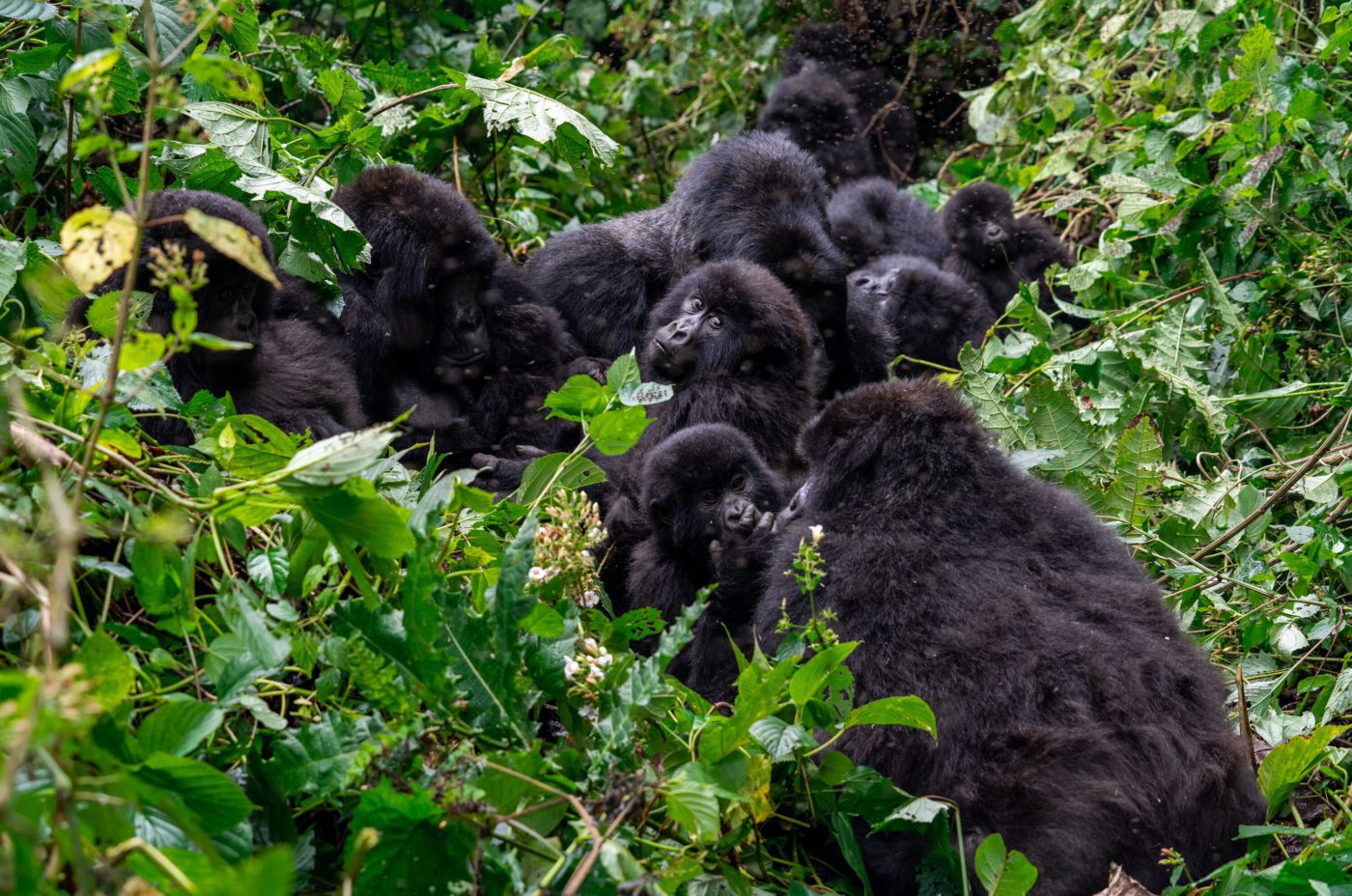 A family of mountain gorillas resting in the rainforest