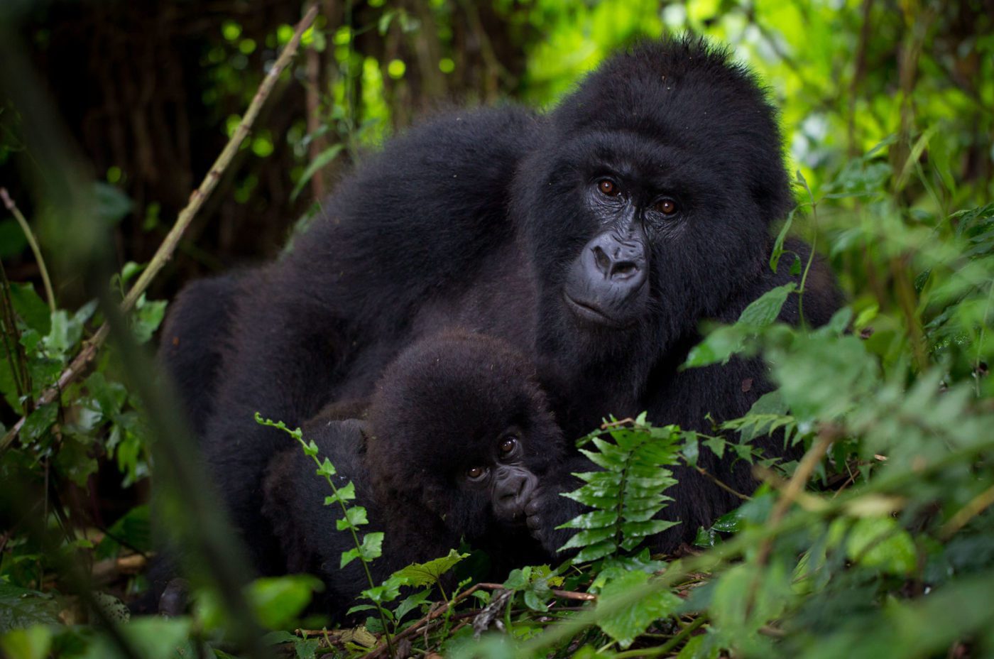 Mother mountain gorilla with baby rests on the rainforest floor