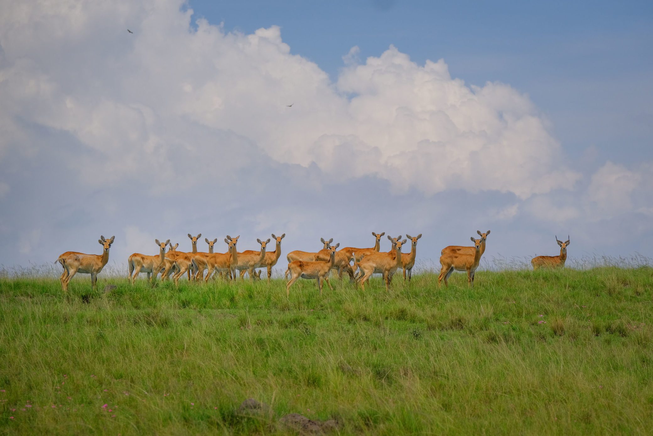 A herd of Impala grazing on the plains