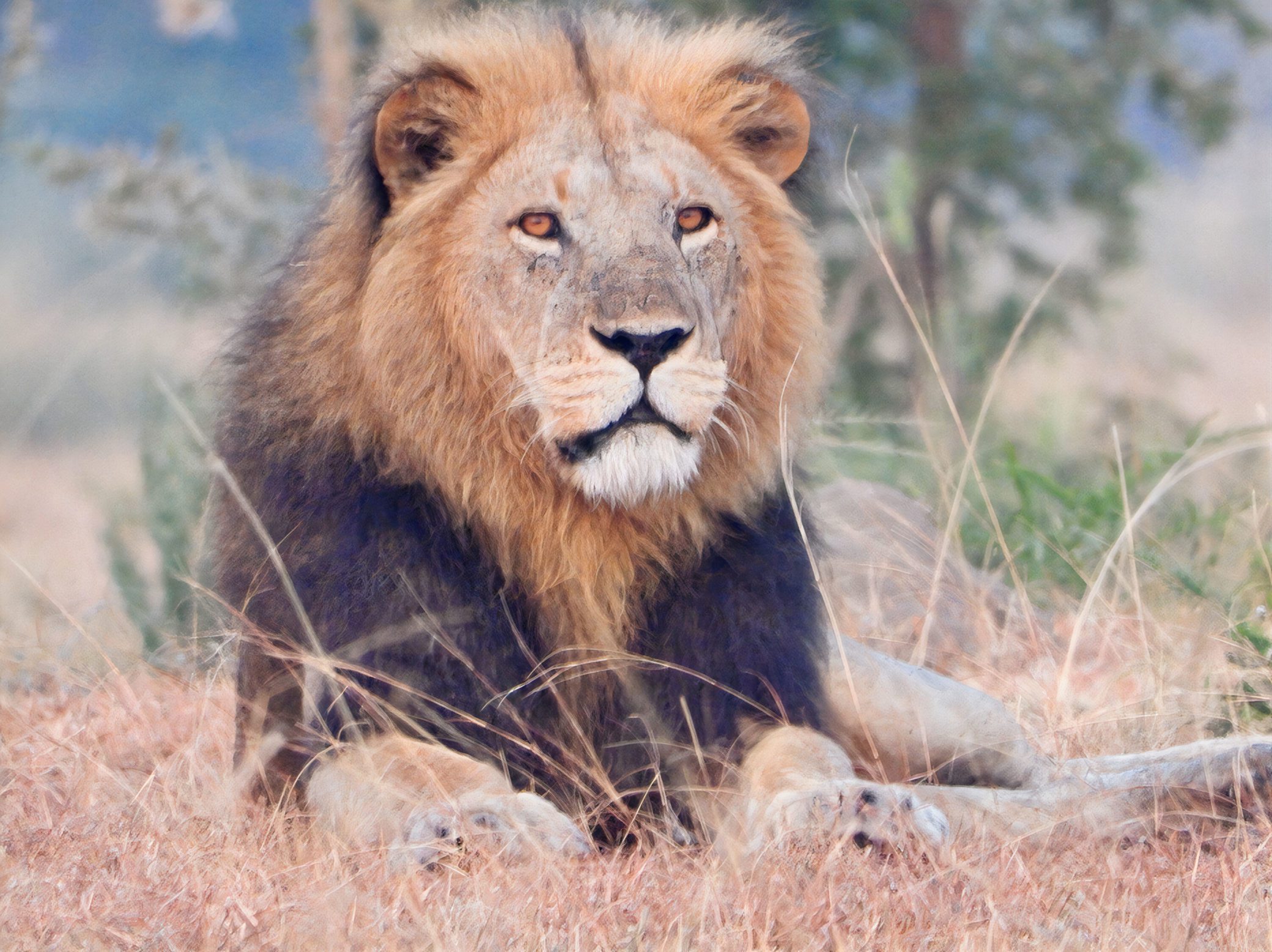 Lion on the Ishasha Plains
