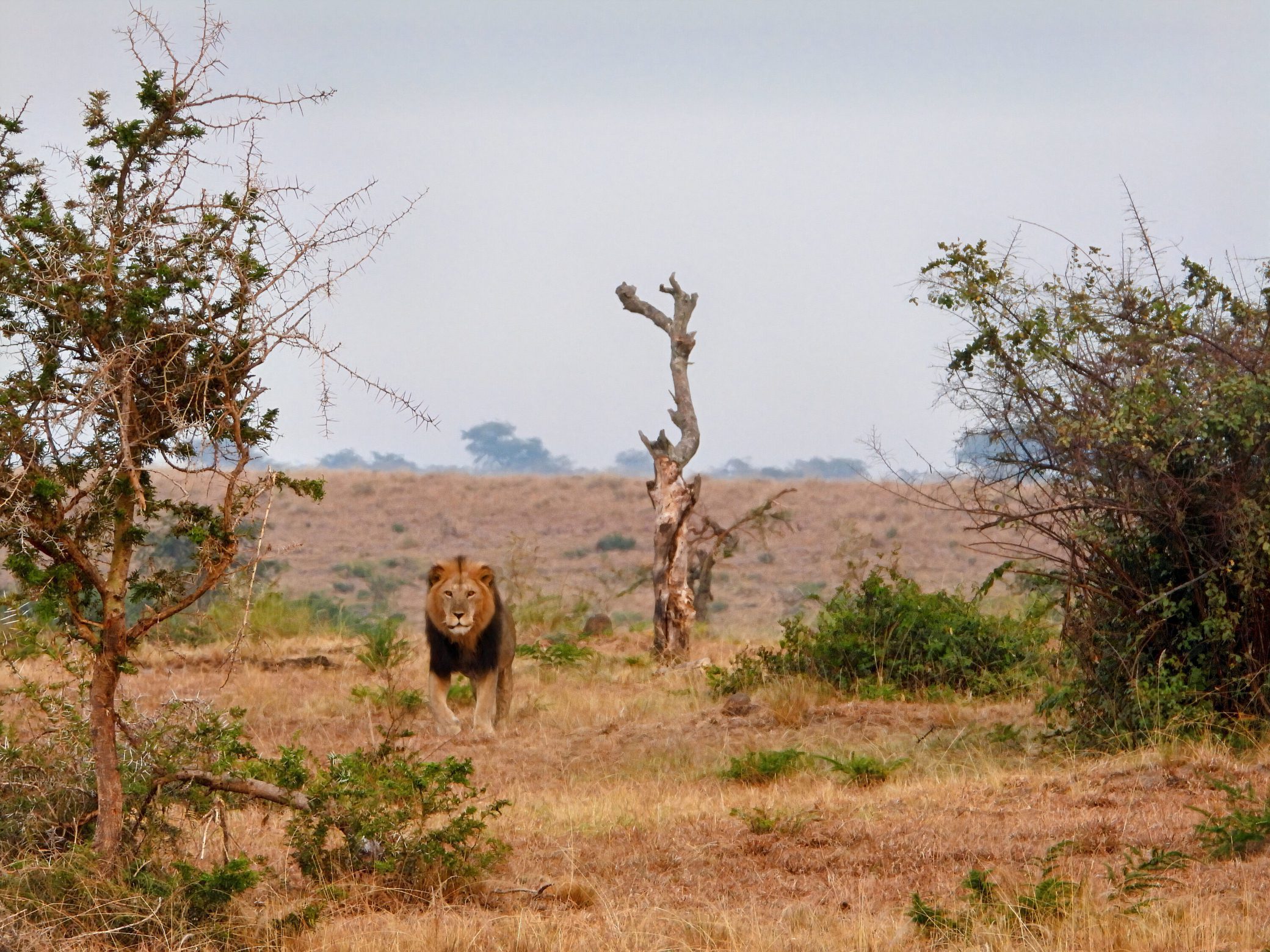 Male lion walking through the grasslands