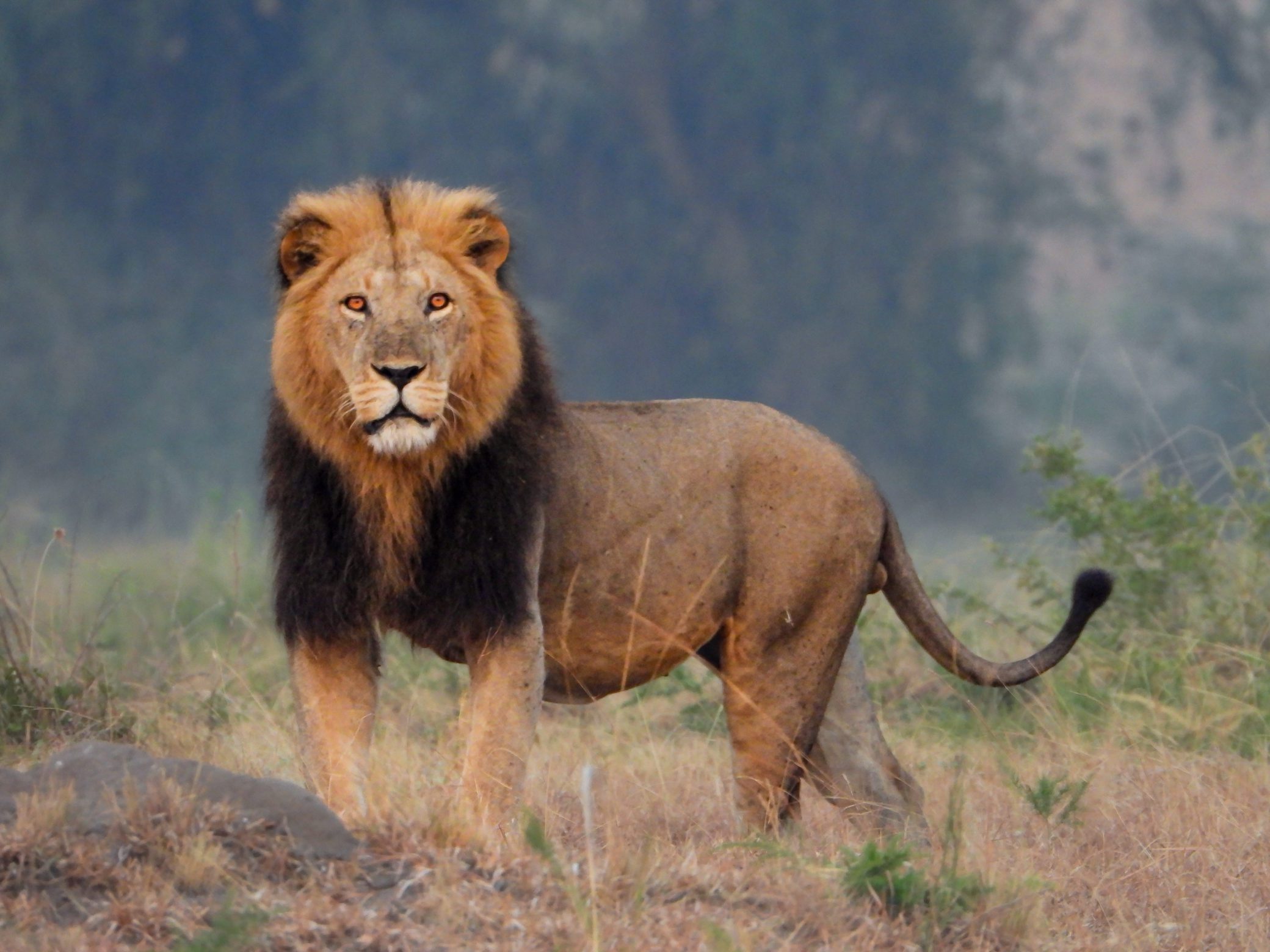 Male lion on the Ishasha Plains