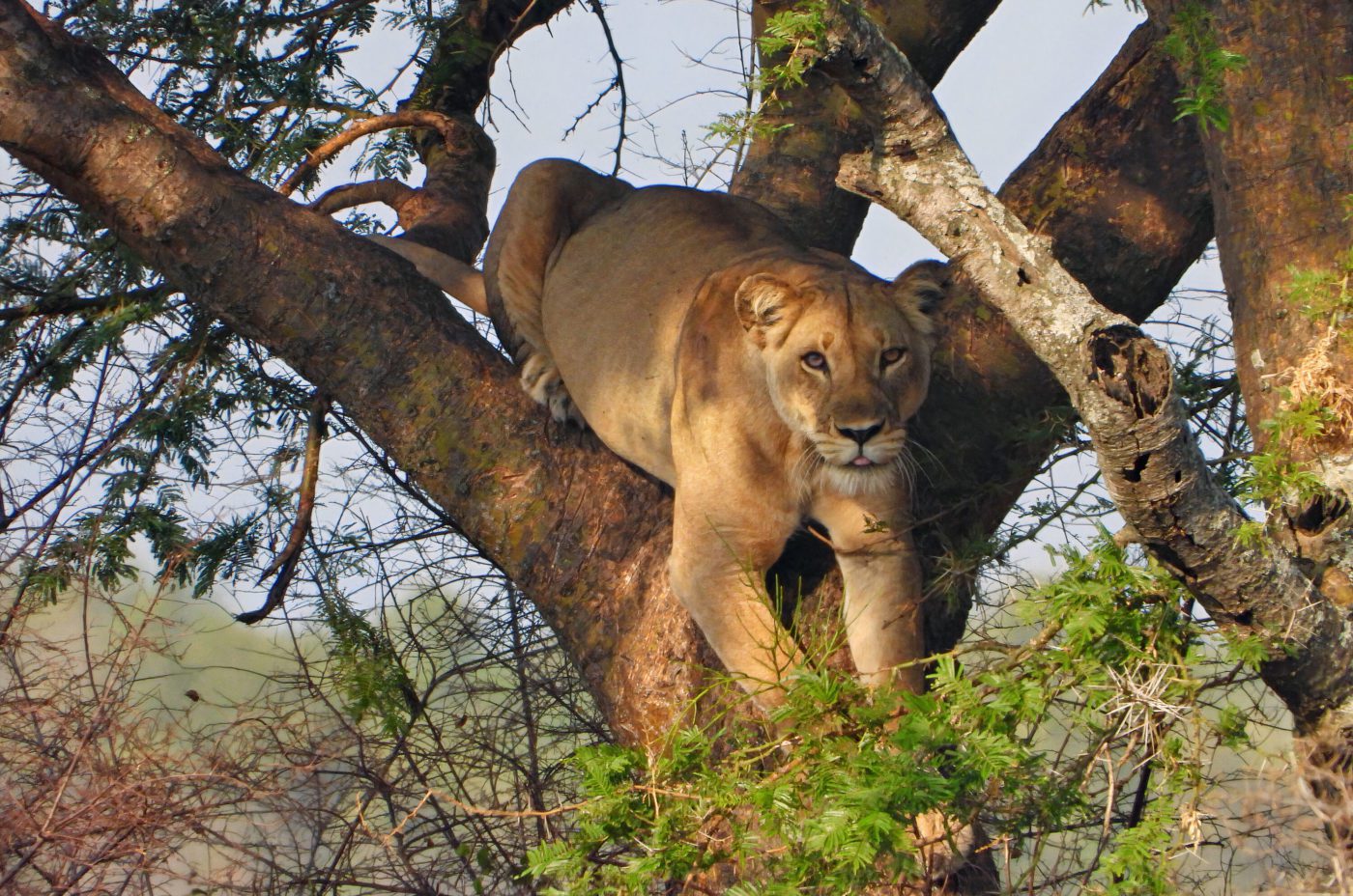 Lioness in tree on the Ishasha Plains