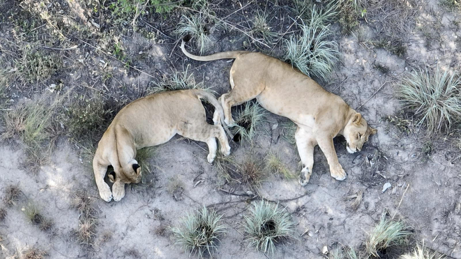 an arial image of lionesses sleeping on the plains