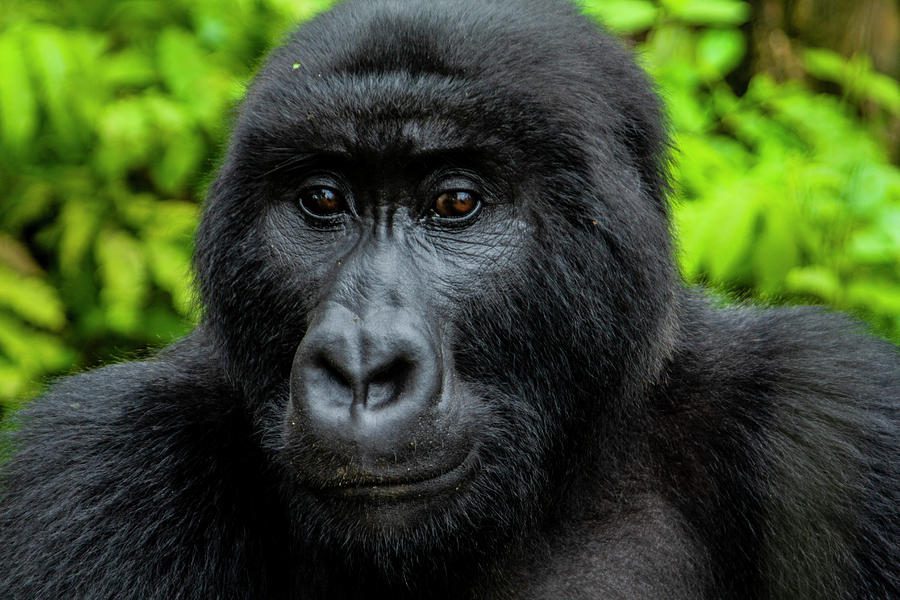 An image of an orphaned mountain gorilla