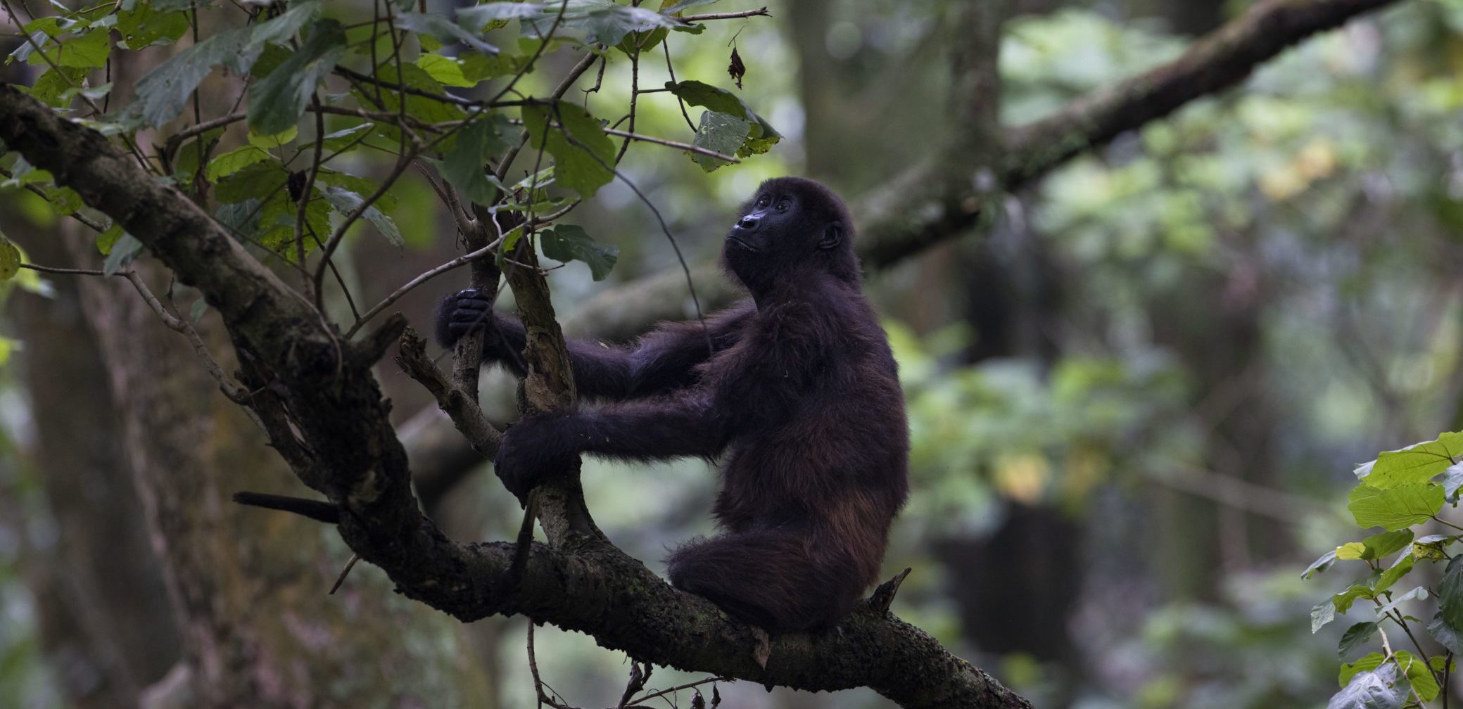 An image of an orphaned mountain gorilla