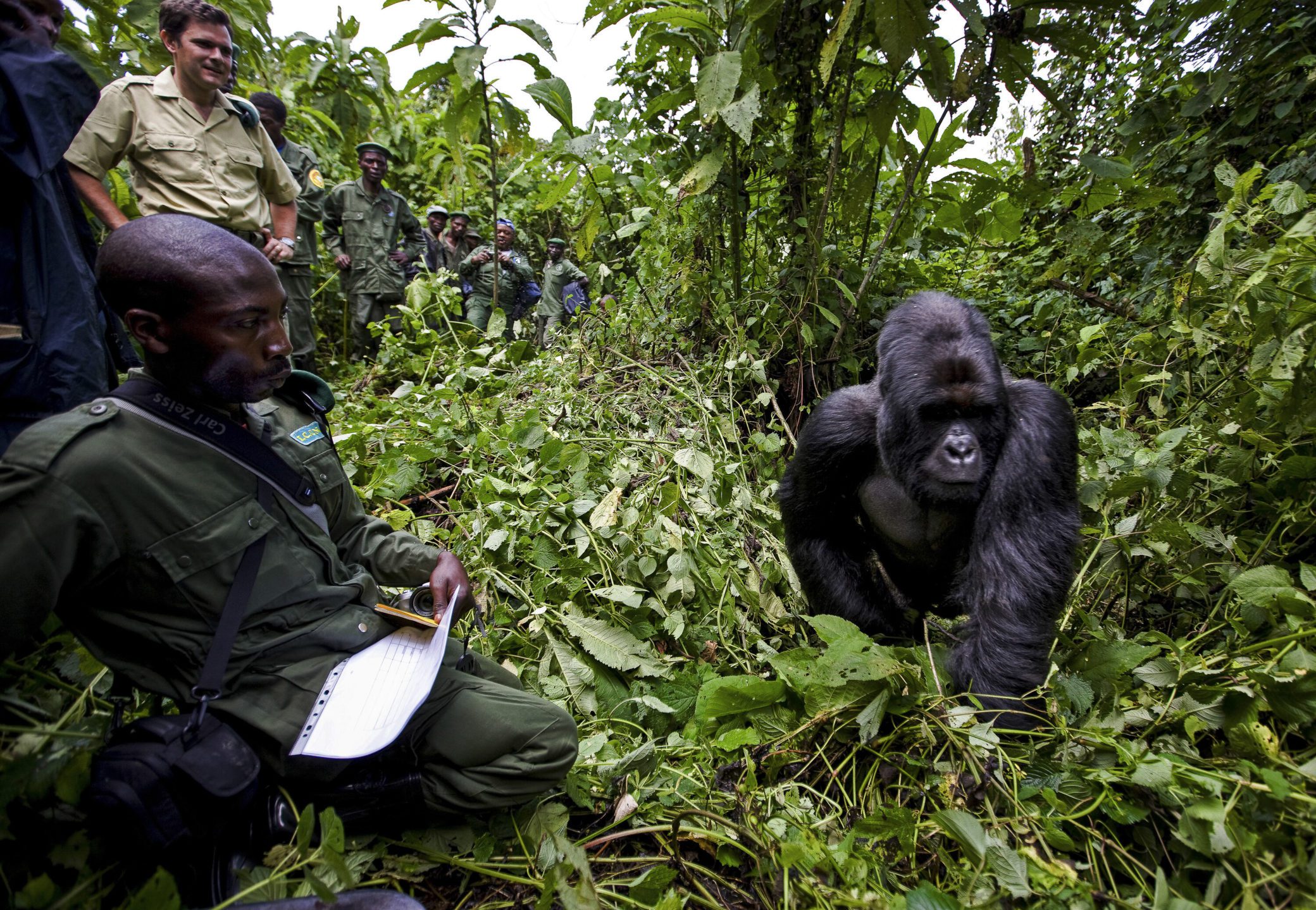 An image of rangers monitoring mountain gorillas in the rainforest