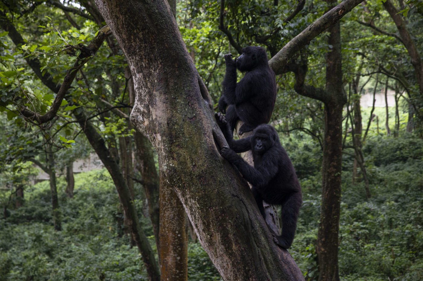 An image of an orphaned mountain gorillas