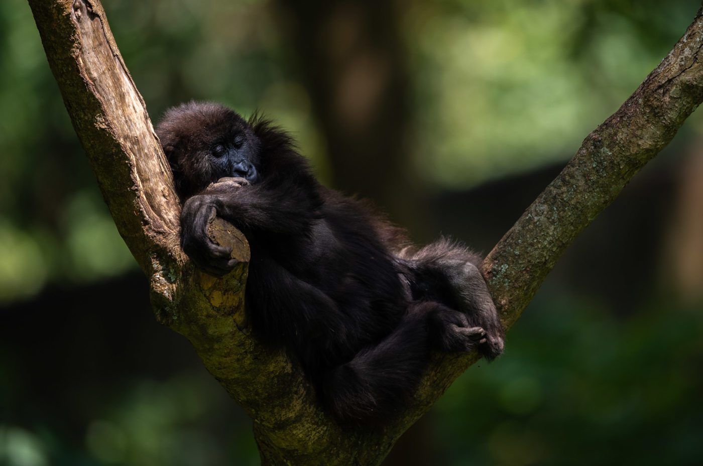An image of an orphaned mountain gorilla sleeping in a tree
