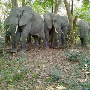 Image of a small herd of African Forest Elephants resting under trees