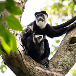 Image of a mother and baby colobus monkey
