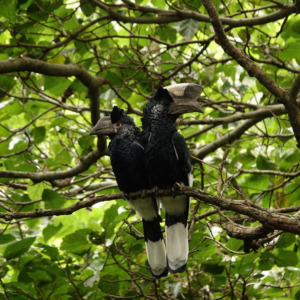 Image of a pair of Black-and-White-Casqued Hornbills