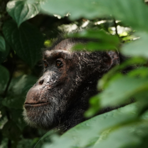 Image of an Eastern Chimpanzee in the rainforest