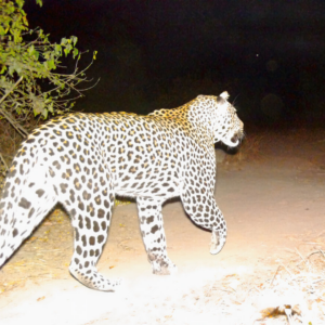 A camera trap image of a leopard