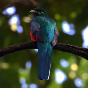 Image of the Narina Trogon in the rainforest