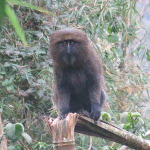 Image of an Owl-faced Monkey