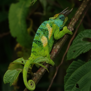 Image of a three-horned chameleon