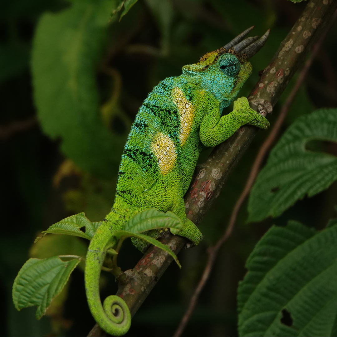 Tropical Rainforest Animals | Virunga National Park