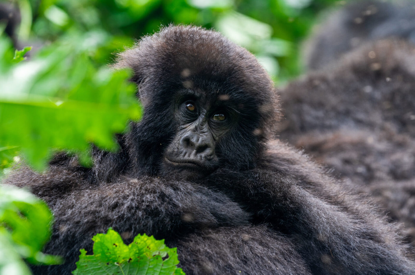 An image of a baby gorilla in the rainforest