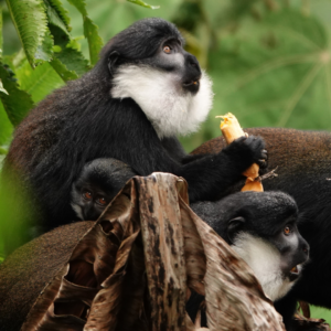 An image of a L'Hoest Monkey eating a banana