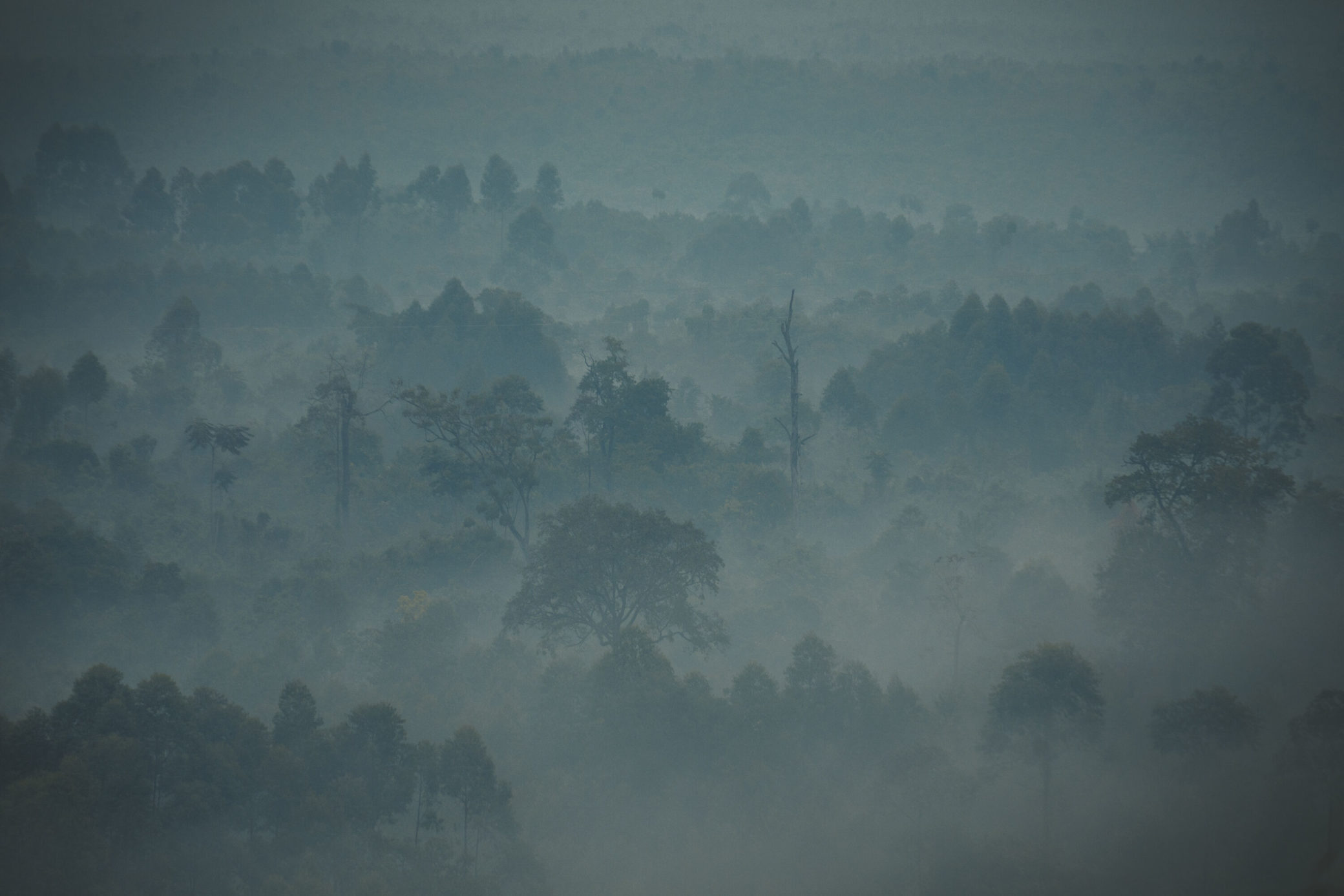 An image of the early morning mists over the raiforest