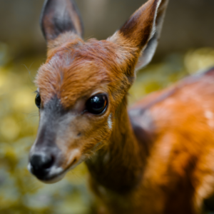 Image of a bushbuck's face close up