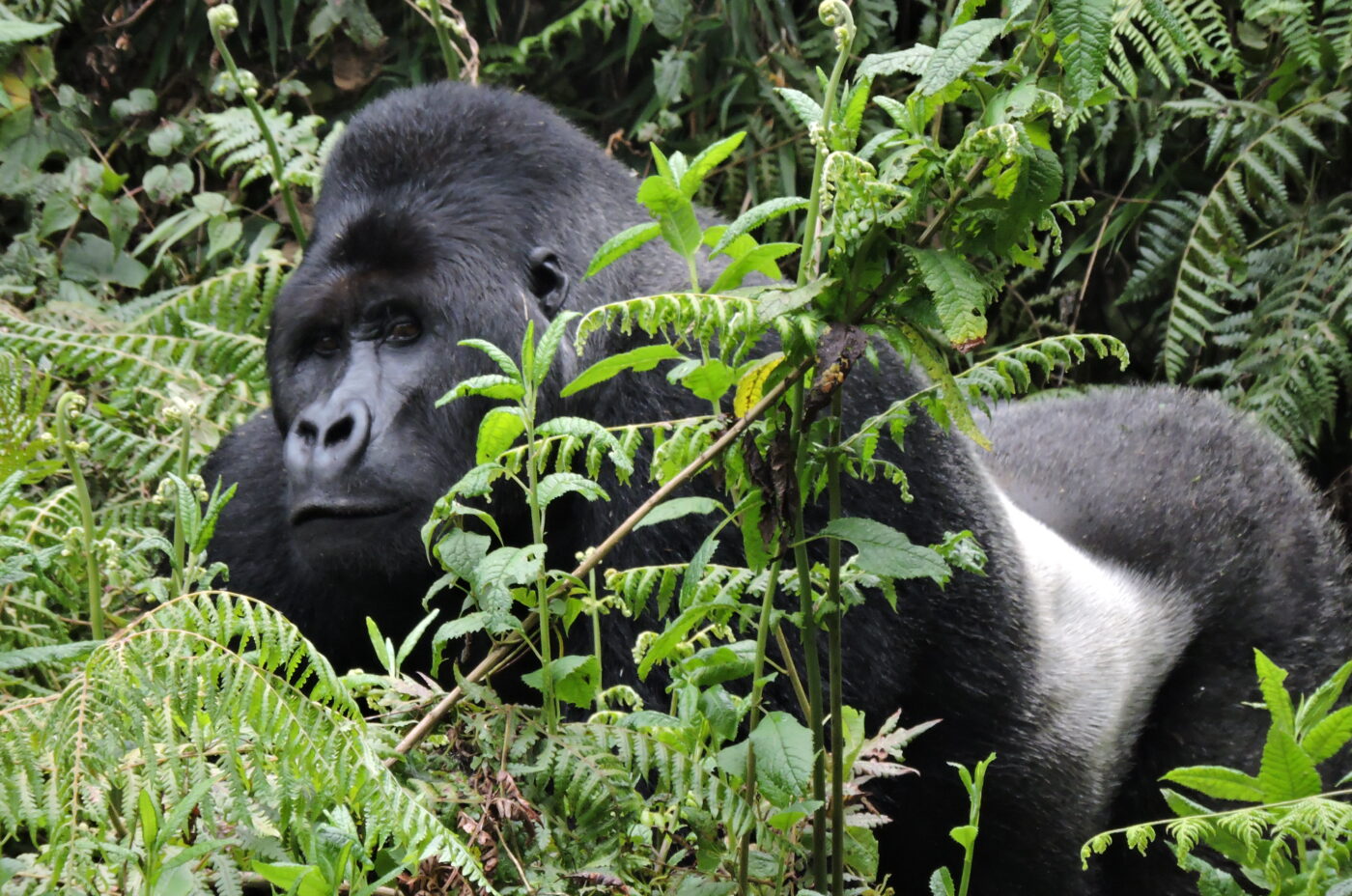 An image of a Western Lowland Silverback Mountain Gorilla