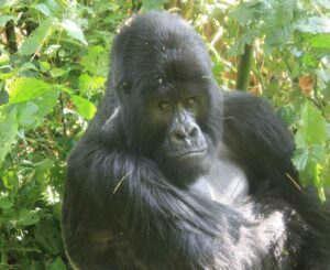 An image of a mountain gorilla silverback in the rainforest