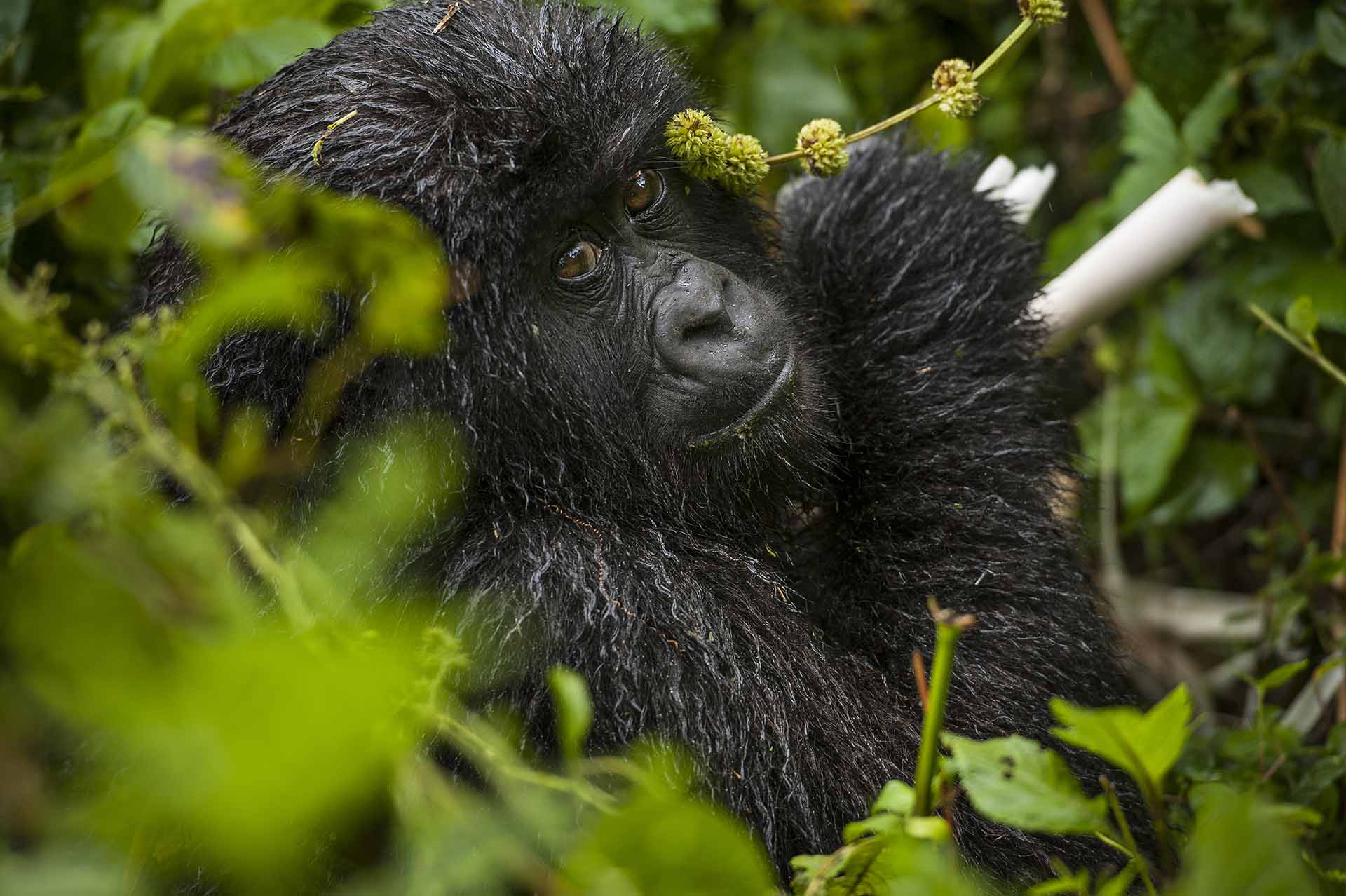 A close up image of a baby mountain gorilla's face