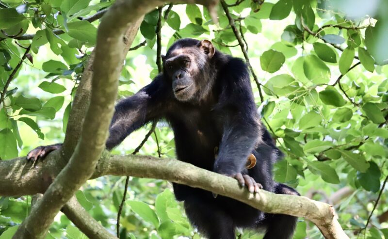 Les chimpanzés: Nidification et Distribution