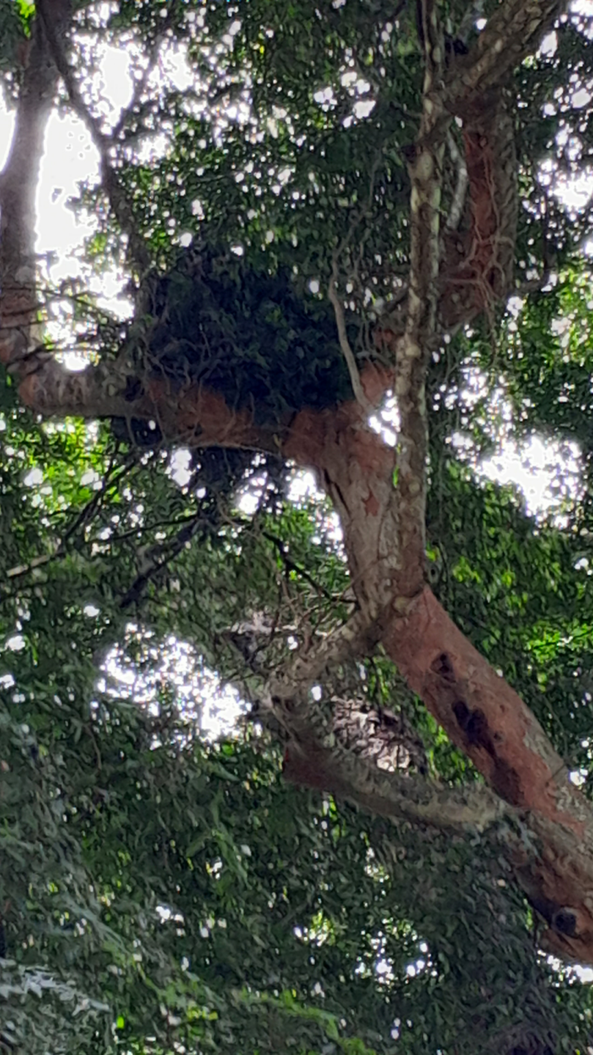 Virunga's Eastern Chimpanzees: Nesting and Distribution | Virunga ...