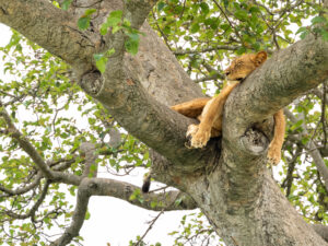 Hope-lioness-sleeping-in-a-tree-1 (5)