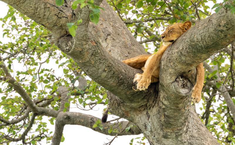 Survie et espoir: le voyage d’une lionne dans la vallée d’Ishasha