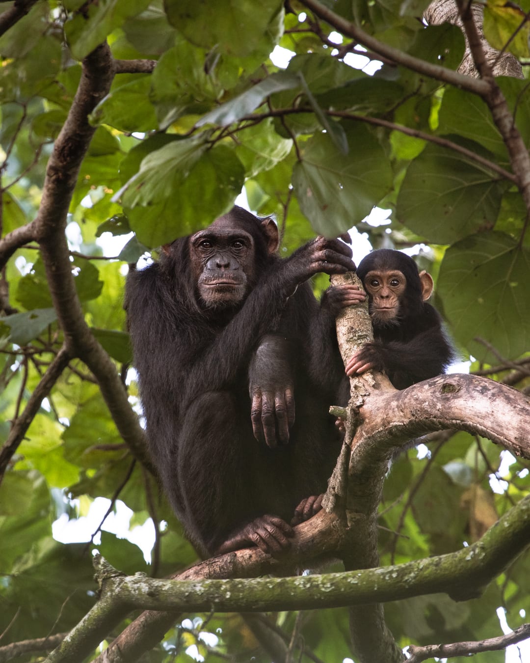 Chimp-mother-and-baby