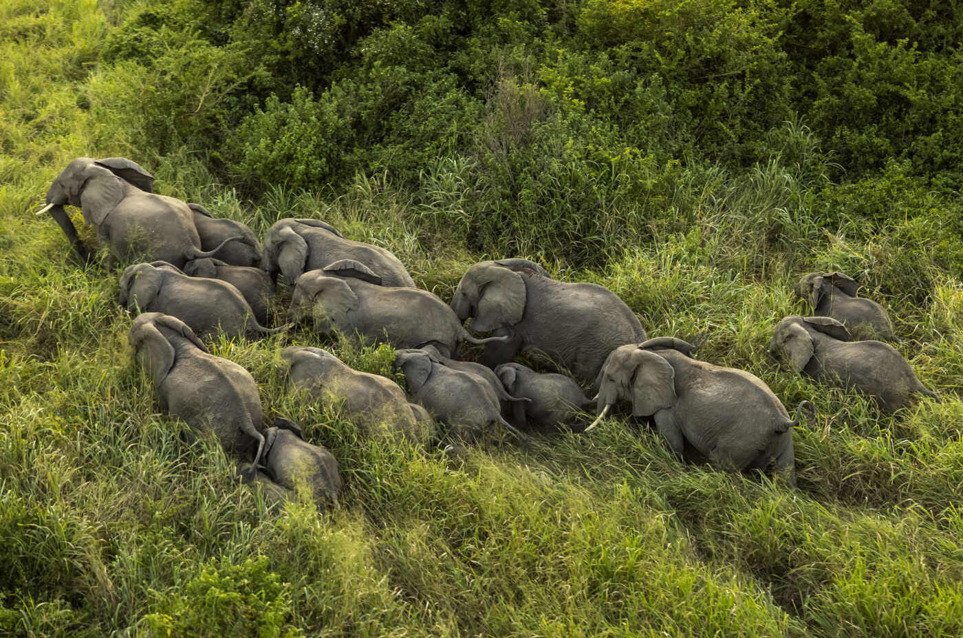 Elephant Herd by Brent Stirton