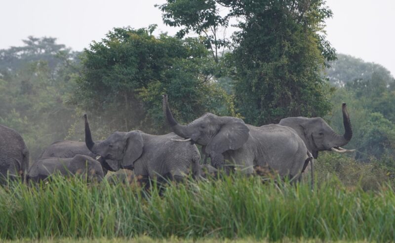 Une année de conservation, de résilience et d&rsquo;espoir