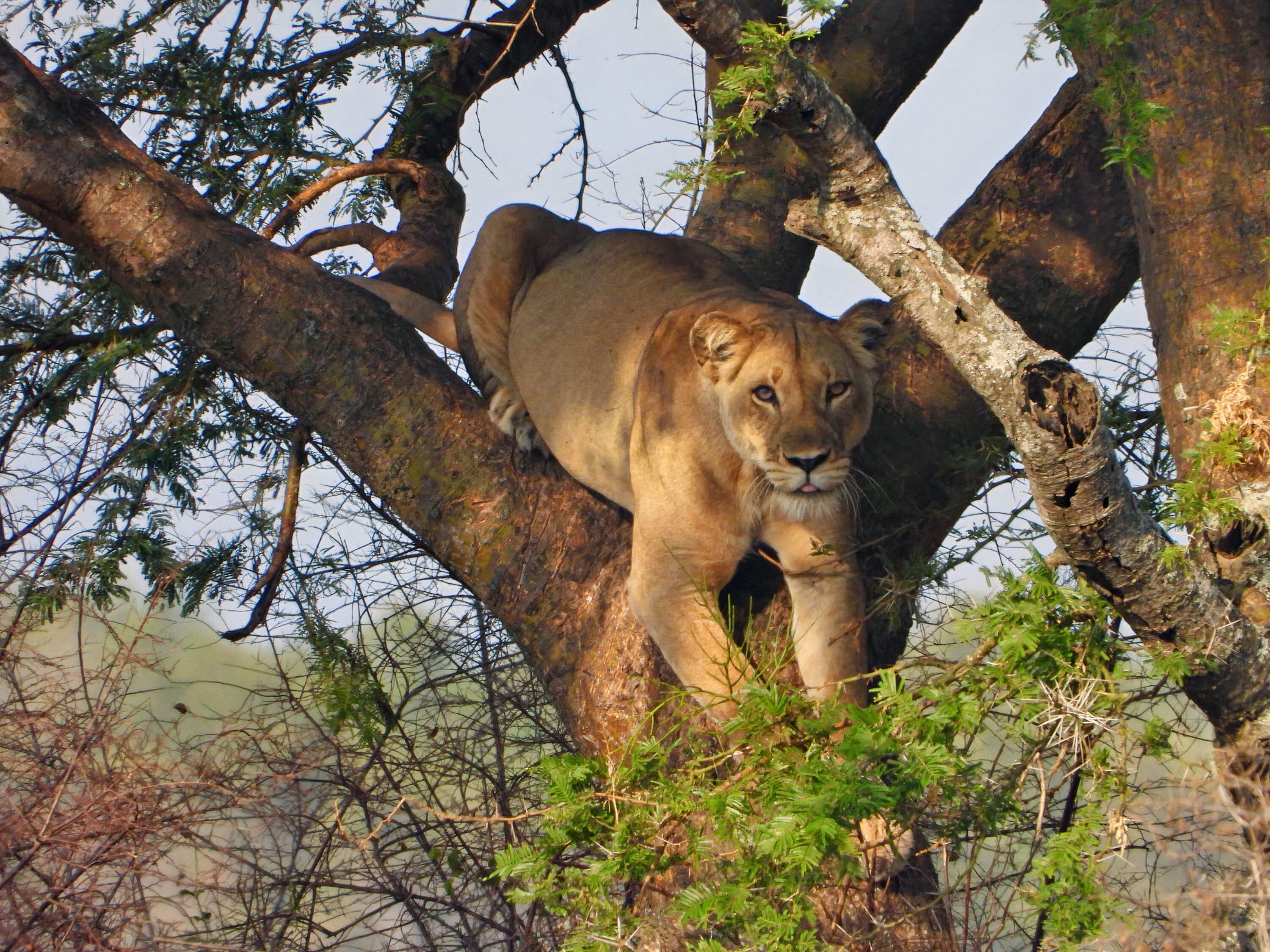 Lioness-in-tree-10-large-scaled